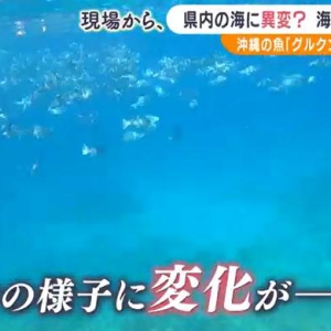 日本静冈海域出现异常变化：海水升温 冬季捕获夏季常见鱼 ...