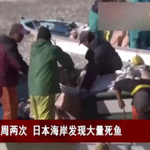 日本海岸出现大量死鱼，官员：鱼可能死于缺氧，与核污染水无关 ...