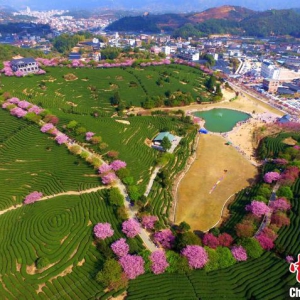 借力“海峡”“海丝”优势 福建推进乡村全面振兴