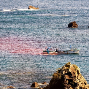 报告：圈养海豚娱乐业从日本“海豚湾”血腥猎捕中获利 ...