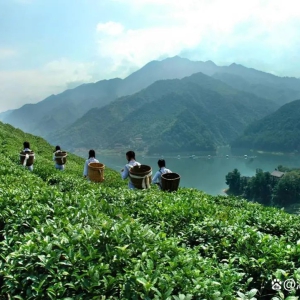 文化中国行丨台湾茶人在湖南茶马古道探寻中华文脉<!--15--> ...