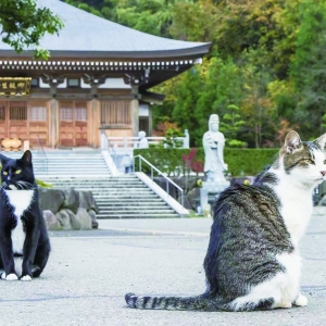 在猫寺感受人生