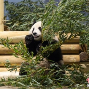 美国华盛顿动物园：大熊猫“宝力”“青宝”“状况很好” ...