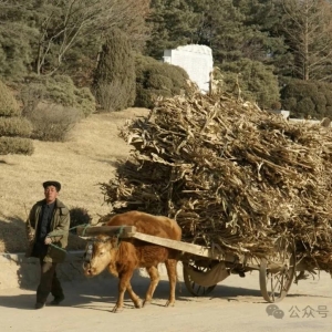 混在朝鲜（767）经受住朝鲜干部的考验