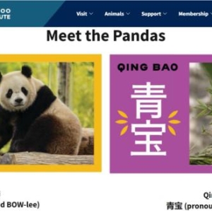 “顶流网红”来了！中国大熊猫萌翻美国华盛顿